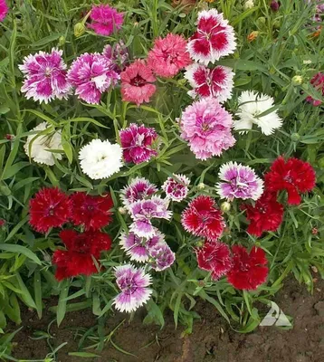 Турецкая гвоздика ( Dianthus barbatus) - «Чудесная, воздушная и резная  кисея соцветий гвоздики!» | отзывы