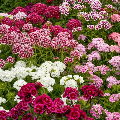 Турецкая гвоздика - Dianthus barbatus - фото - выращивание и уход, посадка,  размножение, болезни и вредители, описание - 🌷 Мои цветы