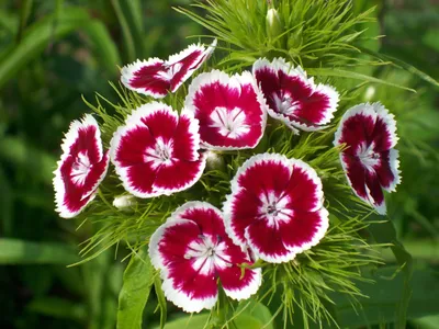 Турецкая гвоздика ( Dianthus barbatus) - «Чудесная, воздушная и резная  кисея соцветий гвоздики!» | отзывы