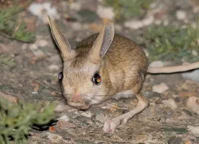 Крошка тушканчик🐭 Малыш сделан на заказ, в наличии нет. Little jerboa🐭  The kid is made to order, not available. #тушкан #тушканчик… | Instagram