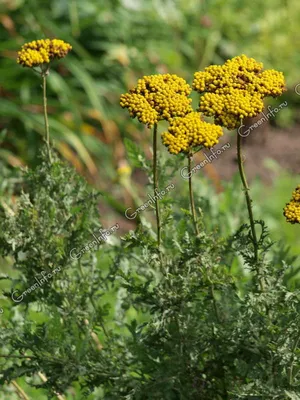 Тысячелистник птармика (Achillea ptarmica)