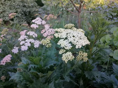 Тысячелистник MIX (Achillea) конт. c1 | Строим Сад