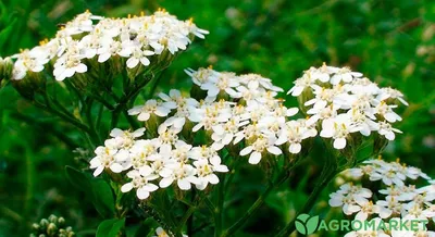 Millefolium Achillea широко известный как тысячелистник обыкновенный или  общий тысячелистник обыкновенный Стоковое Фото - изображение насчитывающей  необходимо, зеленый: 189488916