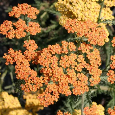 Тысячелистник обыкновенный (Achillea millefolium). Макро съёмка цветов  Stock-Foto | Adobe Stock