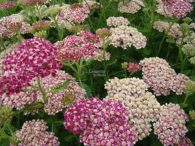 Тысячелистник обыкновенный (Achillea millefolium).Соцветие крупно Stock  Photo | Adobe Stock