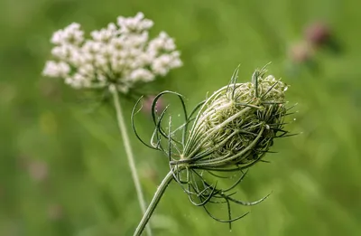 Millefolium Achillea тысячелистника обыкновенного на белом фоне Стоковое  Фото - изображение насчитывающей крапива, завод: 200172164