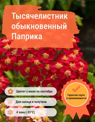 Тысячелистник Птармика \"Achillea\" купить по цене 550 рублей от питомника  саженцев и растений Центросад | Фото и консультация по уходу