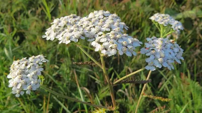 Тысячелистник обыкновенный (Achillea millefolium L.)