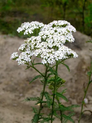 Тысячелистник обыкновенный (Achillea millefolium L.)