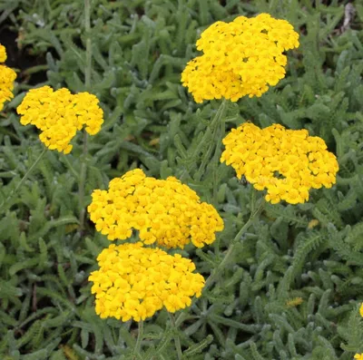 Тысячелистник птармика (Achillea ptarmica)