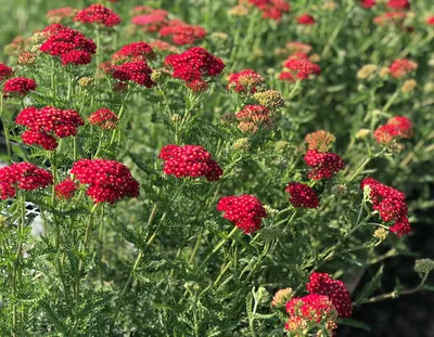 Тысячелистник MIX (Achillea) конт. c1 | Строим Сад