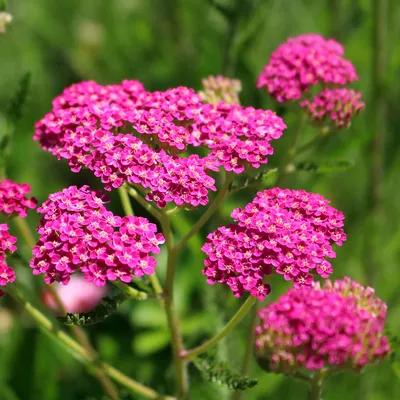 Тысячелистник обыкновенный (Achillea millefolium `Terracotta`)