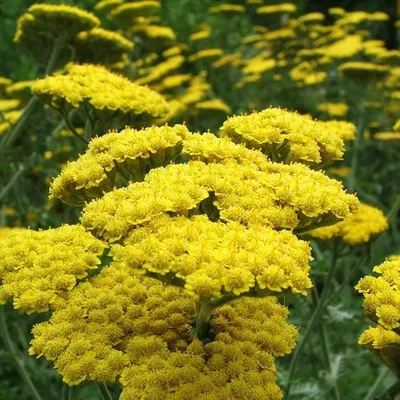 Тысячелистник 'Сerise queen' (Achillea mil. 'Cerise Queen')