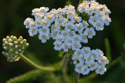 Тысячелистник обыкновенный (Achillea millefolium `Terracotta`)