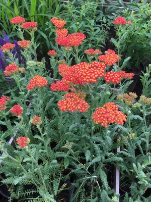 Achillea millefolium 'Skysail Yellow', Тысячелистник 'Скайсейл Елоу'