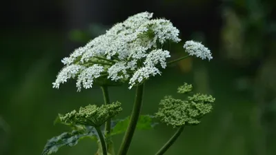 Тысячелистник Achillea borealis - NaturaPharma - Первая производственная  натуропатическая аптека