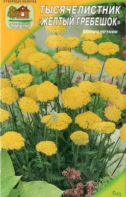 Тысячелистник обыкновенный Saphran Achillea millefolium - купить сорт в  питомнике, саженцы в Санкт-Петербурге