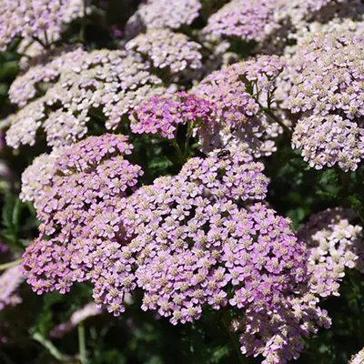 Тысячелистник 'Red Velvet' (Achillea 'Red Velvet')