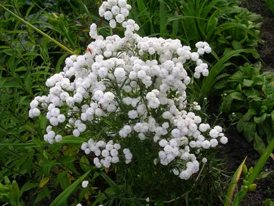 Тысячелистник птармика The Pearl Achillea ptarmica The Pearl - купить сорт  в питомнике, саженцы в Санкт-Петербурге