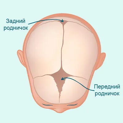 Уход за родничком на голове вашего ребенка - Иркутский городской  перинатальный центр имени Малиновского М.С.