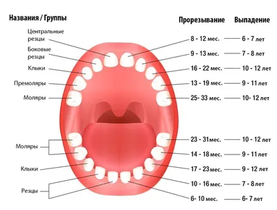 Во сколько выпадают молочные зубы у детей | Baby Smile