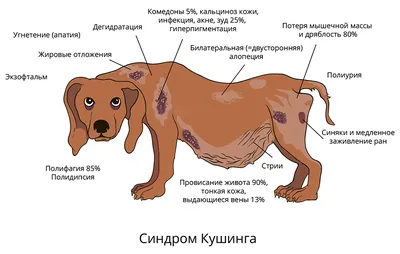 Кожные заболевания у собак симптомы и лечение 🐱 | Ветеринарная клиника  Ветдоктор