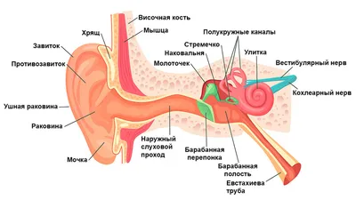 Женское Ухо — стоковые фотографии и другие картинки Ухо - Ухо, Ухо  человека, Женщины - iStock