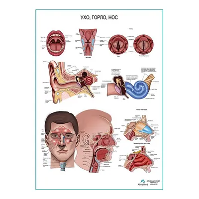 Ухо, горло, нос: какая связь между этими органами? | Faringospray | Дзен