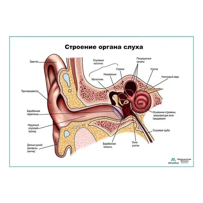 Как нарисовать ухо карандашом