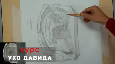 Строение органа слуха, ухо (анатомия человека) плакат глянцевый А1+,  плотная фотобумага от 200г/м2 - купить с доставкой по выгодным ценам в  интернет-магазине OZON (262657696)