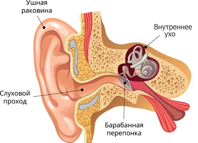 Кафф-Кольцо на Ухо. Кафф Волна. Без прокола ушей. Пирсинг-имитация купить в  интернет-магазине Ярмарка Мастеров по цене 300 ₽ – K56S8RU | Каффы, Москва  - доставка по России