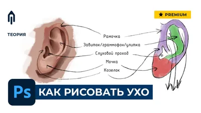 Детское ухо, крупным планом :: Стоковая фотография :: Pixel-Shot Studio