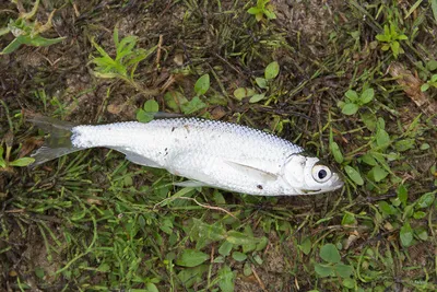 Ловля уклейки на Ахтубе — особенности рыбалки на Ахтубе: как и на что  ловить уклейку