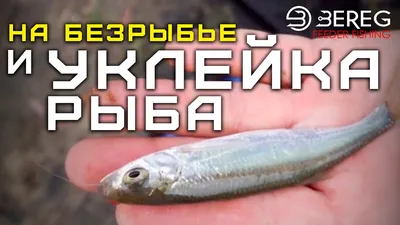 Это чехонь? Или уклейка? Для уклейки крупновата вроде | Рыбалка - Казань -  Fishing | ВКонтакте