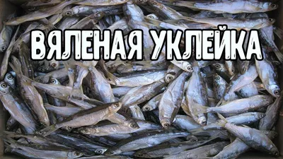 Уклейка вяленая, сушеная 1 кг/Рыба сушеная - купить с доставкой по выгодным  ценам в интернет-магазине OZON (1249432197)