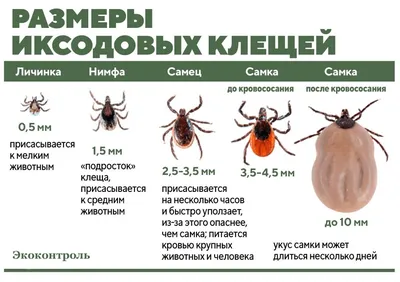 Что делать если укусил клещ - консультация и лечение в Новой Больнице