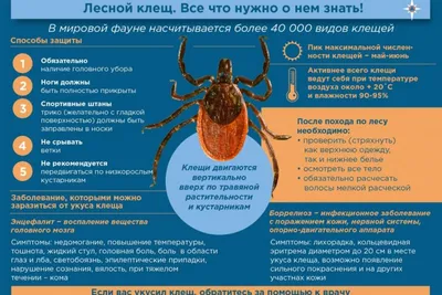 Сезон клещей в Краснодарском крае: в больницы обратилось почти 1,3 тыс.  человек