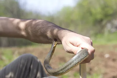 Укус змеи: как выглядят, первая помощь | РБК Life