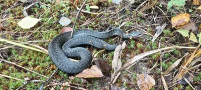 Укус гадюки Гадюка Авиценны (Cerastes vipera) в перчатку | Пикабу