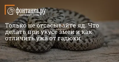 Что делать при укусе гадюки