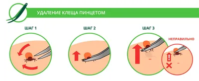 Как выглядит клещ и его укусы?