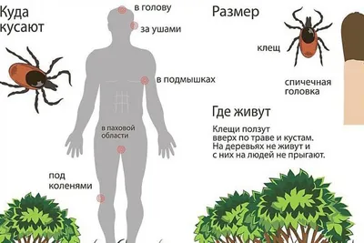 Укус клеща | PUUGIINFO.EE