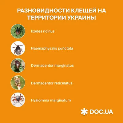 Укус клеща | PUUGIINFO.EE