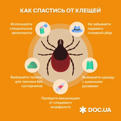 Укус клеща, как уберечься от клещей, симптомы после укуса