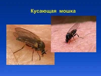 Укусы мошек - БСМП Гродно