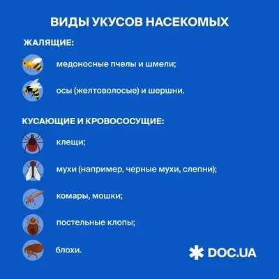 Как понять, кто тебя покусал: 14 видов укусов, которые надо уметь различать  (ФОТО, ВИДЕО) | HOCHU.UA