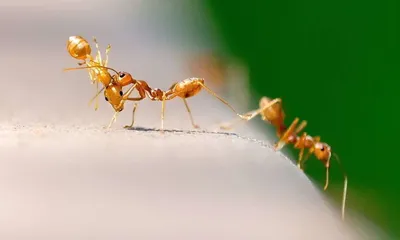 На видео засняли реакцию человека на самый-самый болезненный укус  насекомого в мире | Gamebomb.ru