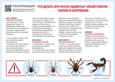 Укус Паука На Предплечье — стоковые фотографии и другие картинки  Горизонтальный - Горизонтальный, Запястье, Исцеление - iStock