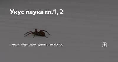 Новости Днепра: под Днепром обнаружили ядовитого паука-осу (Фото) |  Дніпровська панорама