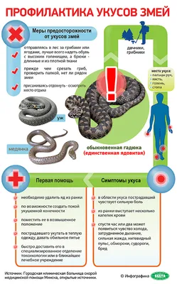 Первая помощь при укусе гадюки